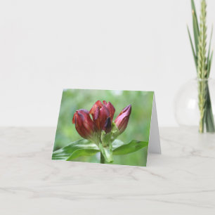 Rode Gentiaan Bloemfotografie  Notitiekaartje
