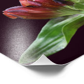 Rode Gentiaanse Bloem In Bloei Close-up 8x10 Foto Afdruk (Hoek)