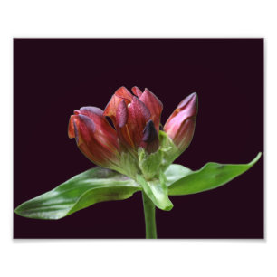 Rode Gentiaanse Bloem In Bloei Close-up 8x10 Foto Afdruk