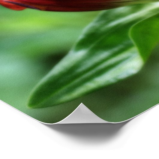 Rode Gentiaanse Bloem in Bloom Orton Art Poster (Hoek)