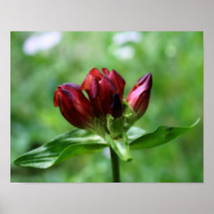 Rode Gentiaanse Bloem in Bloom Orton Art Poster