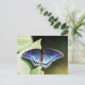 Rode gepotte Paarse admiraal Butterfly Briefkaart (Staand voorkant)