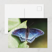 Rode gepotte Paarse admiraal Butterfly Briefkaart (Voorkant / Achterkant)