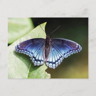 Rode gepotte Paarse admiraal Butterfly Briefkaart