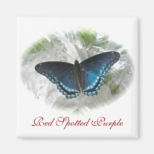 Rode gepotte Paarse vlindermagneet Magneet