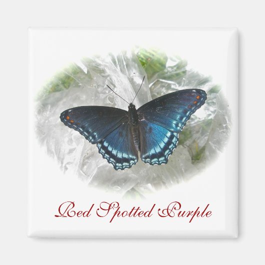 Rode gepotte Paarse vlindermagneet Magneet (Voorkant)