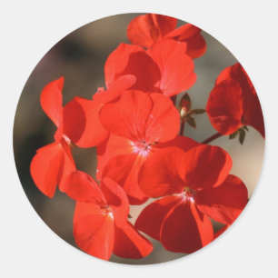 Rode Geranium Bloem Ronde Sticker