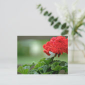 Rode Geranium bloesbloblobloblobloemen Briefkaart (Staand voorkant)