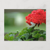 Rode Geranium bloesbloblobloblobloemen Briefkaart (Voorkant)