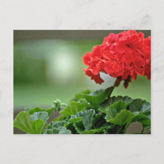 Rode Geranium bloesbloblobloblobloemen Briefkaart (Voorkant)