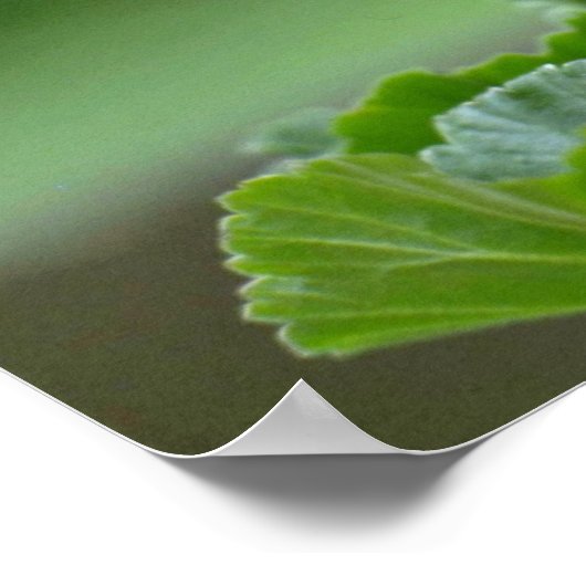 Rode Geranium bloesbloblobloblobloemen Poster (Hoek)