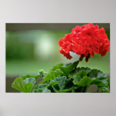Rode Geranium bloesbloblobloblobloemen Poster (Voorkant)