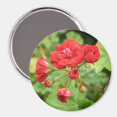 Rode Geranium magneet (Voorkant / Achterkant)