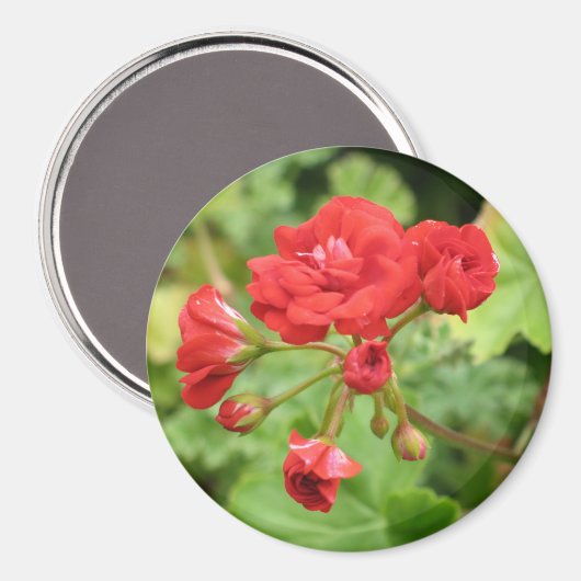 Rode Geranium magneet (Voorkant / Achterkant)