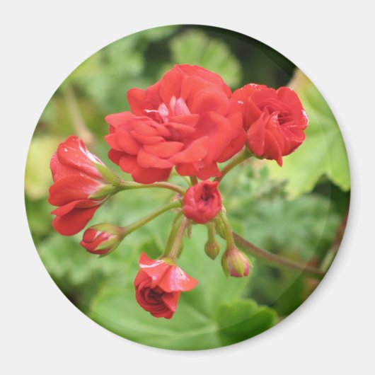 Rode Geranium magneet (Voorkant)