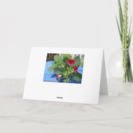 Rode Geranium, Mooie Vriend Bedankkaart (Achterkant)