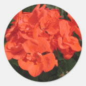 rode geranium sticker (Voorkant)