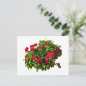 Rode Geraniums Briefkaart (Staand voorkant)