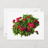Rode Geraniums Briefkaart (Voorkant / Achterkant)