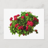 Rode Geraniums Briefkaart (Voorkant)