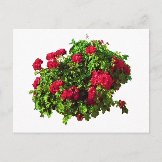 Rode Geraniums Briefkaart (Voorkant)