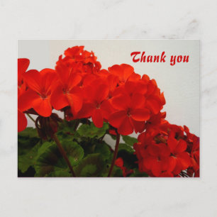Rode geraniums briefkaart