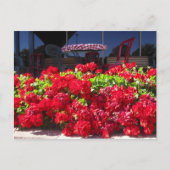 Rode Geraniums Cafe Briefkaart (Voorkant)