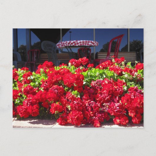 Rode Geraniums Cafe Briefkaart (Voorkant)