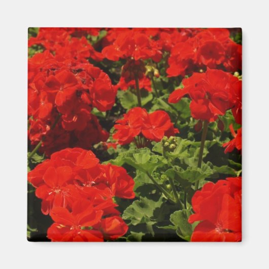 Rode Geraniums magneet (Voorkant)