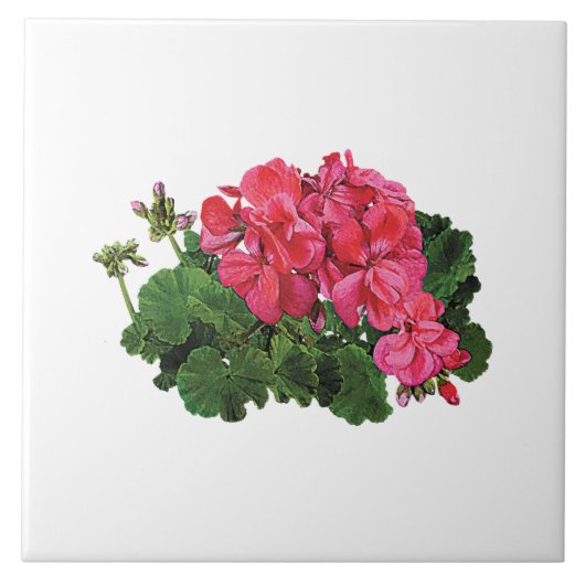 Rode Geraniums met Knoppen Tegeltje (Voorkant)