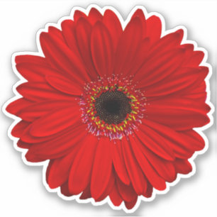 Rode Gerber Daisy Flower Kiss-Cut Sticker