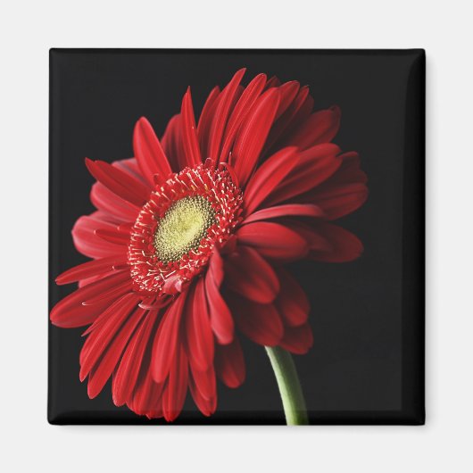 Rode Gerber Daisy Square Magnet (Voorkant)