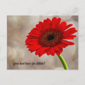 Rode Gerbera Ansichtkaart Briefkaart (Voorkant)