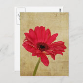 Rode Gerbera Briefkaart (Voorkant / Achterkant)