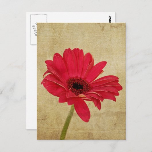 Rode Gerbera Briefkaart (Voorkant / Achterkant)