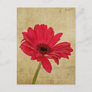 Rode Gerbera Briefkaart