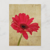 Rode Gerbera Briefkaart (Voorkant)