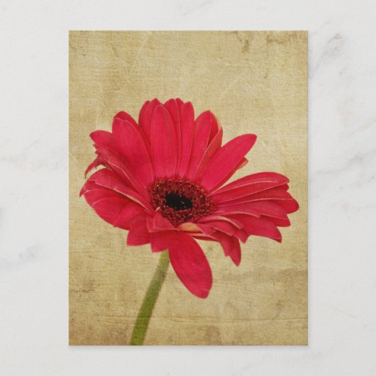 Rode Gerbera Briefkaart (Voorkant)