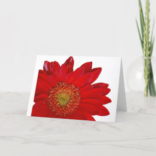 Rode Gerbera Daisy Kaart