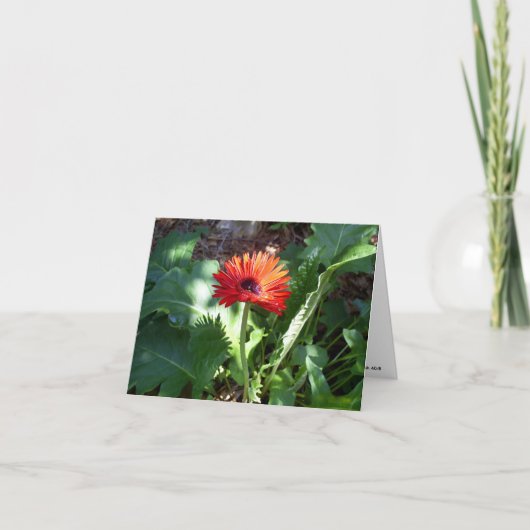 Rode Gerbera Daisy notecard Kaart (Voorkant)