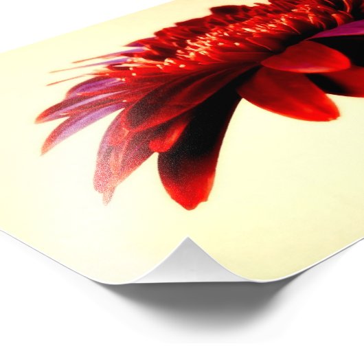 Rode Gerbera Flower foto afdrukken (Hoek)