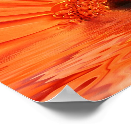 rode gerbera in water poster (Hoek)