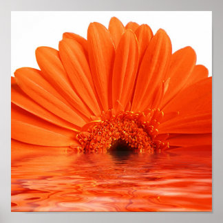 rode gerbera in water poster