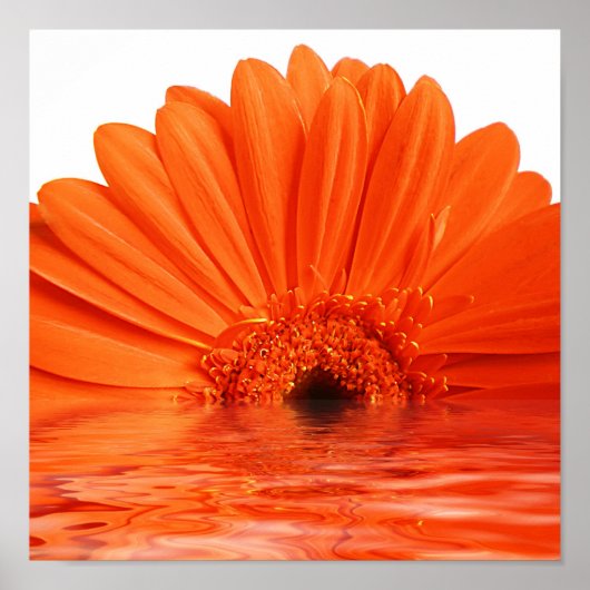 rode gerbera in water poster (Voorkant)