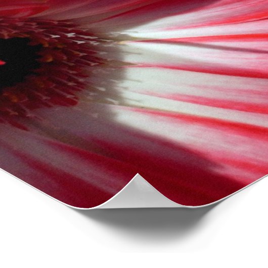 rode gerbera poster (Hoek)