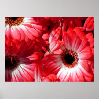 rode gerbera poster