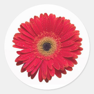 Rode Gerbera Sticker