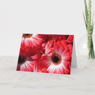 Rode Gerberas Kaart