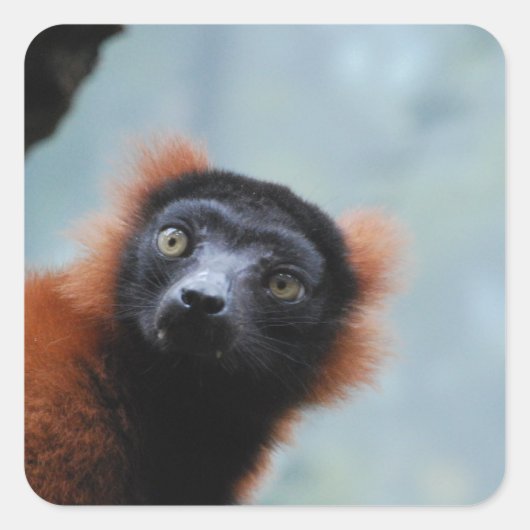 Rode gerimpelde Lemur Stickers (Voorkant)