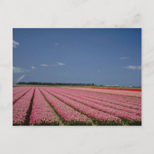 Rode-gerstvelden, Zanskar Ladakh, Indiase bloemen Briefkaart